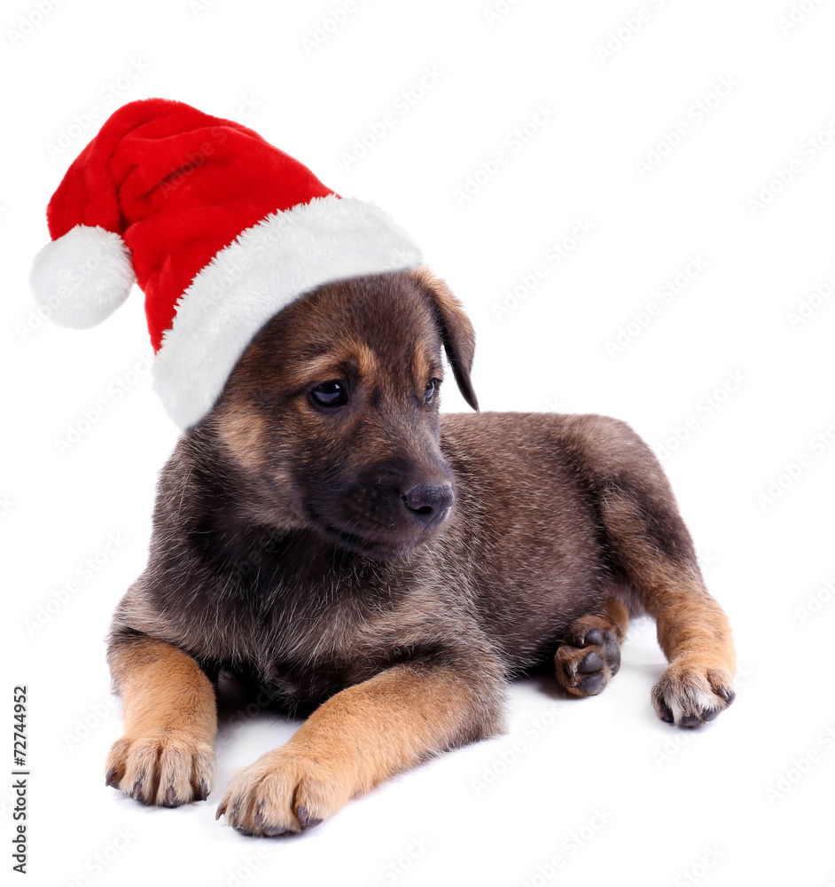 Obraz premium Funny puppy in Santa Claus hat isolated on white