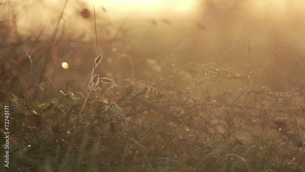Different grass closeup tremble in the wind Different grass closeup tremble in the wind