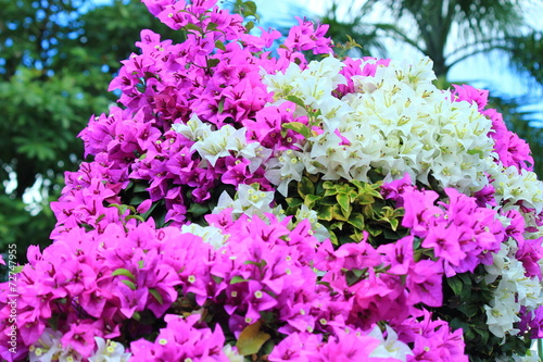 bougainvillea