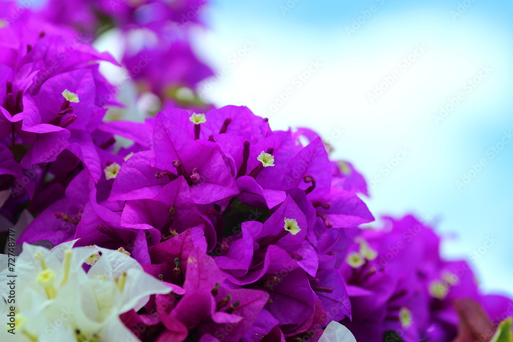 beautiful colorful bougainvillea