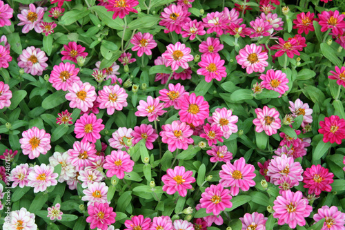 Colorful Zinnia flowers in the garden. Top view