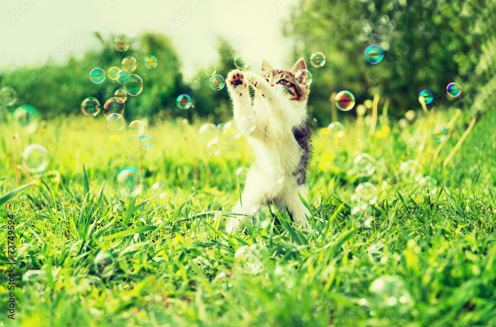 Kitten playing with soap bubbles