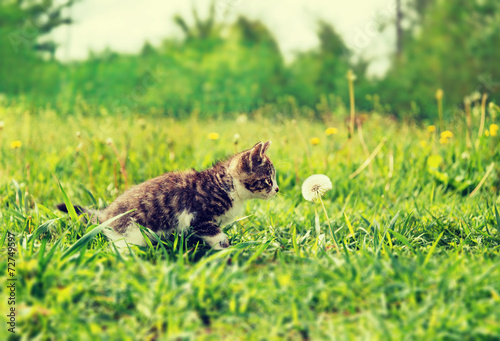 Curiosity kitten in summer