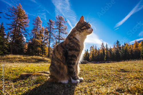 Fototapeta Naklejka Na Ścianę i Meble -  Cat sitting in the grass in autumn landscape