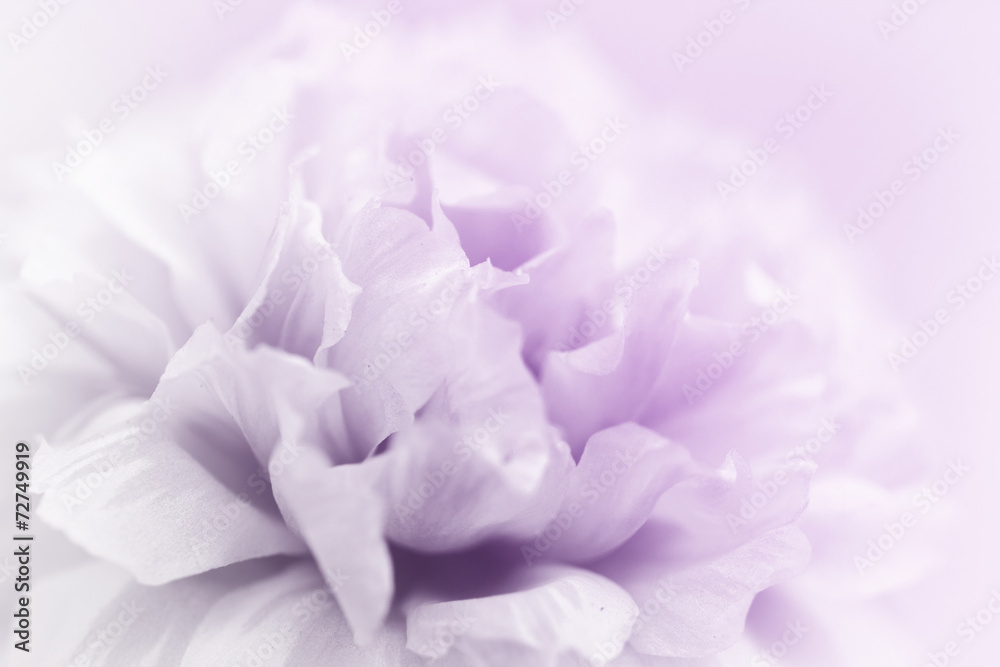 beautiful flowers beautiful flowers