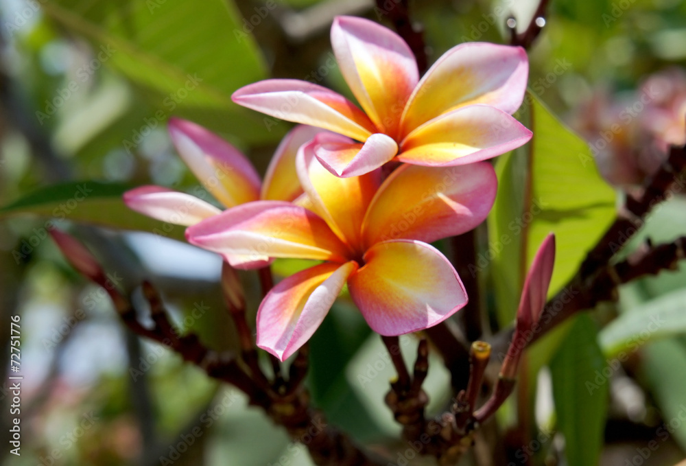Beautiful tropical flowers pink Plumeria against a natural backg