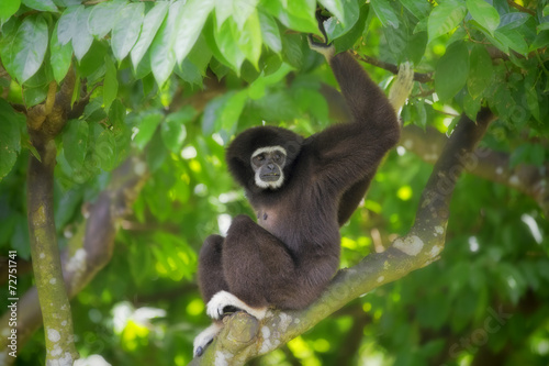Fototapete Gibbon Monkey