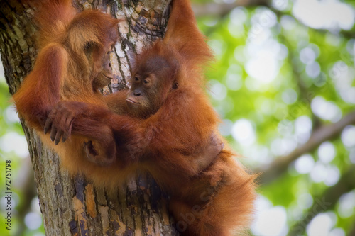 Borneo Orangutans