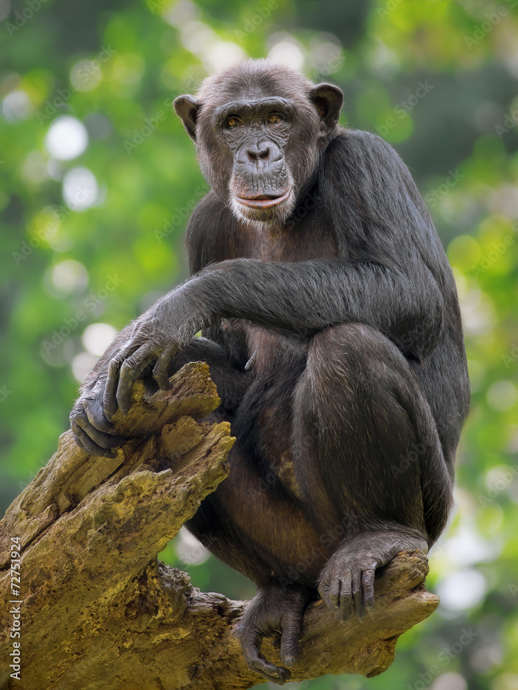 Common Chimpanzee Common Chimpanzee