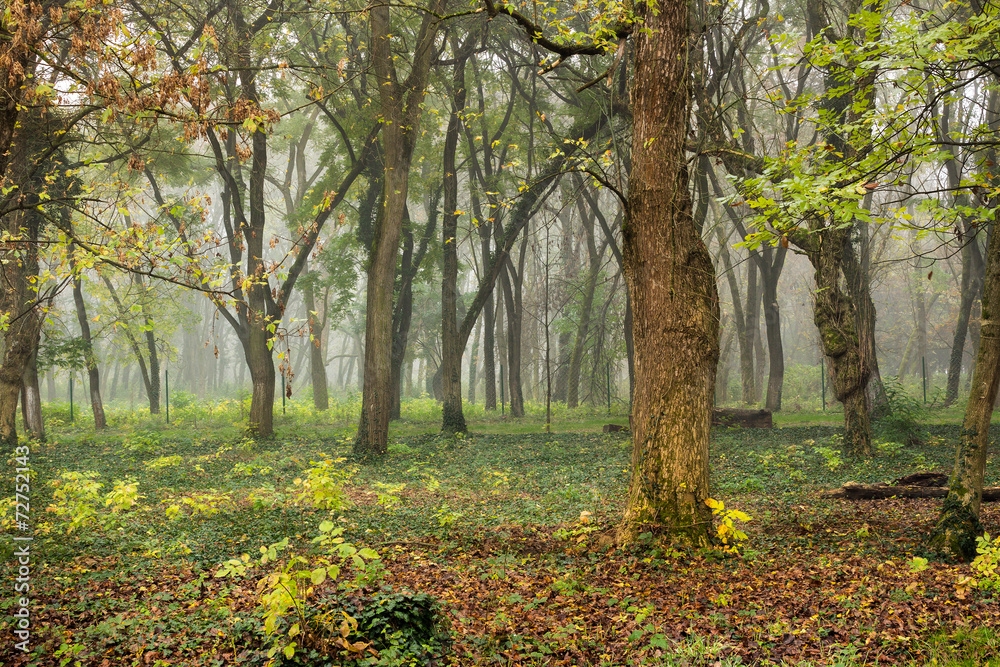 autumn park in fog