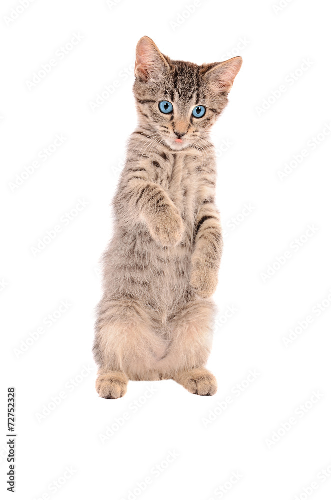 standing tabby tongue out