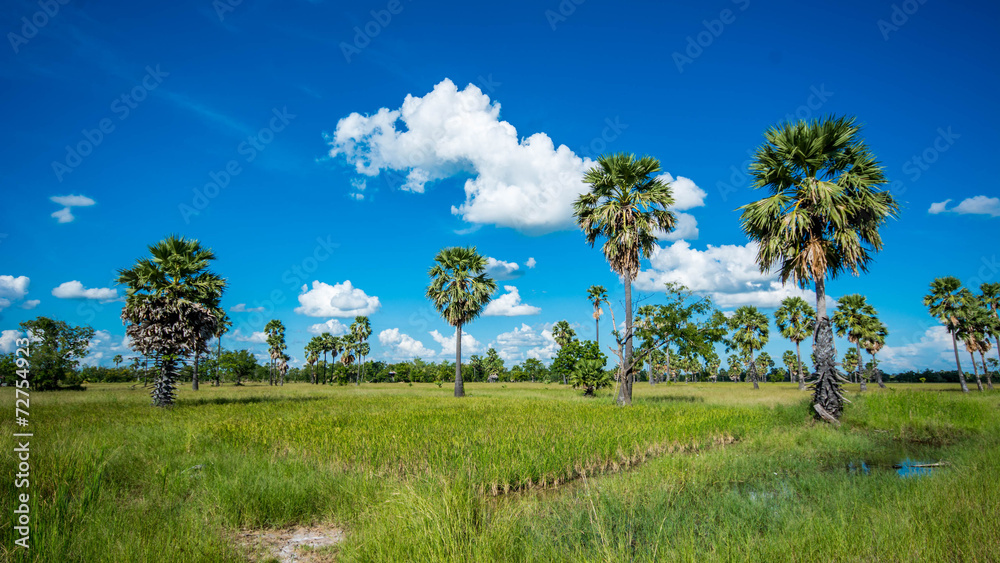 Sugar palm Sugar palm