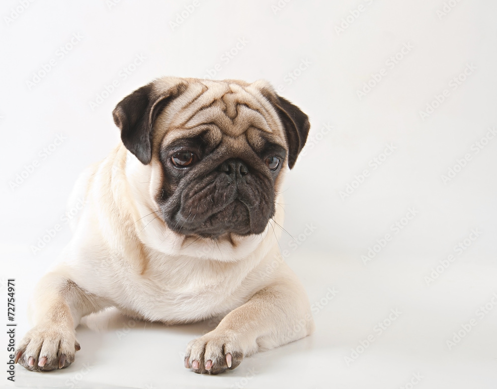 Pug dog isolated on a white background