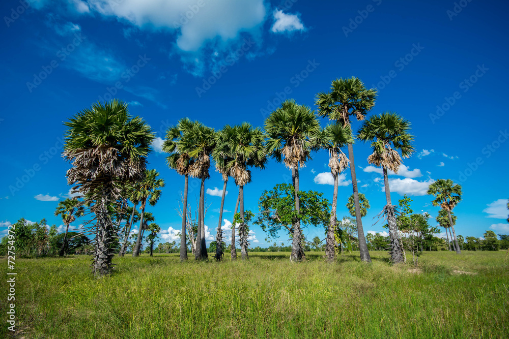 Sugar palm Sugar palm