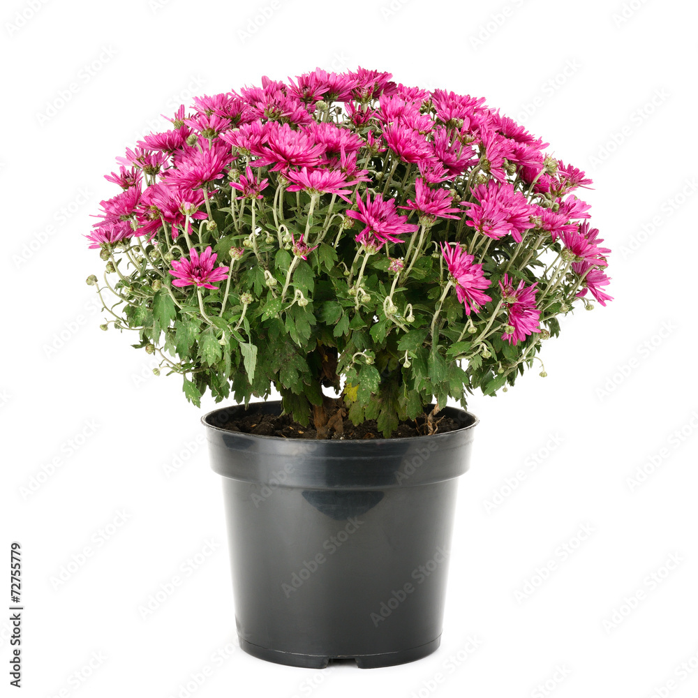 blooming chrysanthemum in flowerpot isolated on white
