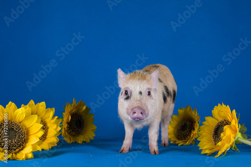 Little funny minipig on a colored background photo