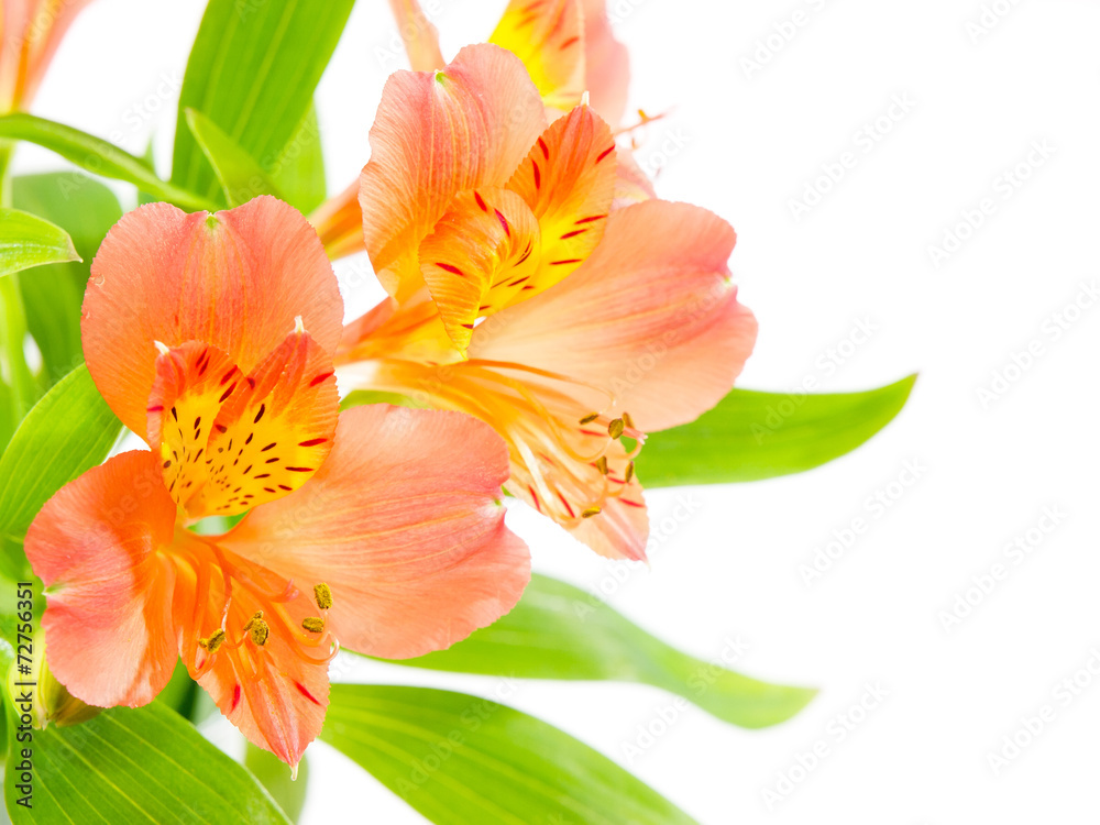 Lily flowers. Bouquet of fresh orange lilies isolated on white