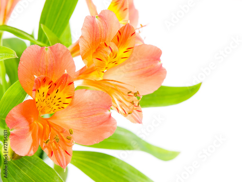 Fototapeta Naklejka Na Ścianę i Meble -  Lily flowers. Bouquet of fresh orange lilies isolated on white