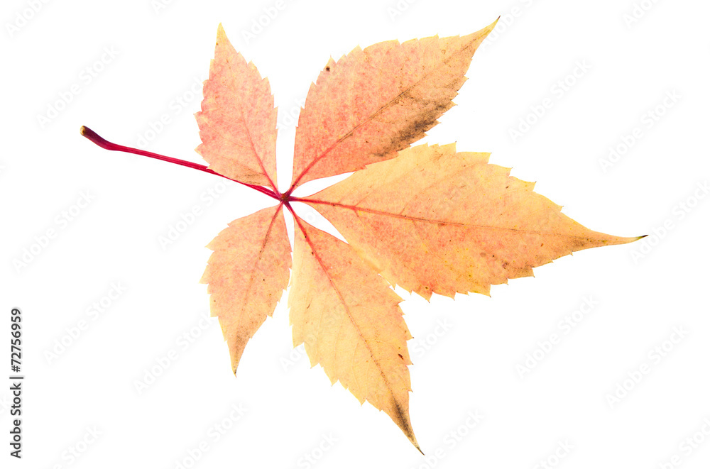 red leaf red leaf