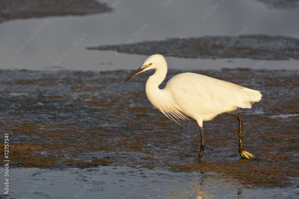 Fototapeta premium garzetta (Egretta garzetta)