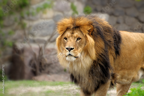 Lion.