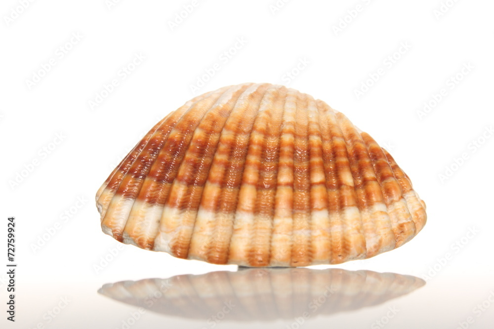 Sea shell on white background Sea shell on white background