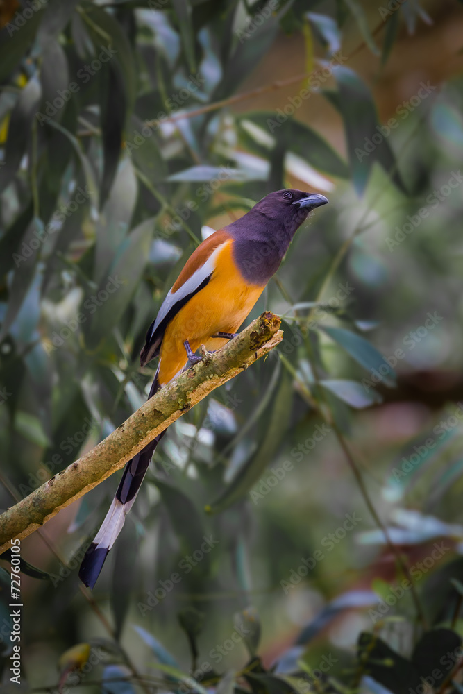 Obraz premium Rufous Treepie(Dendrocitta vagabunda)