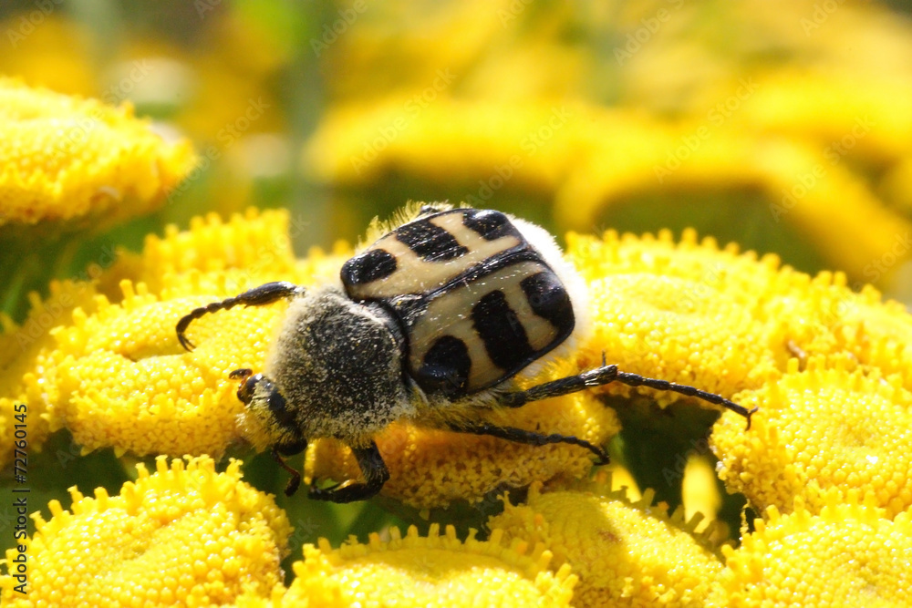 Fototapeta premium Orszoł prążkowany - Trichius fasciatus