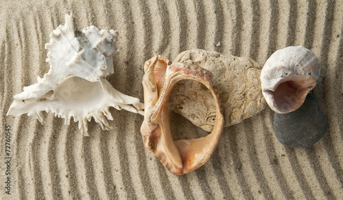 Quadro su tela starfish and cockleshells