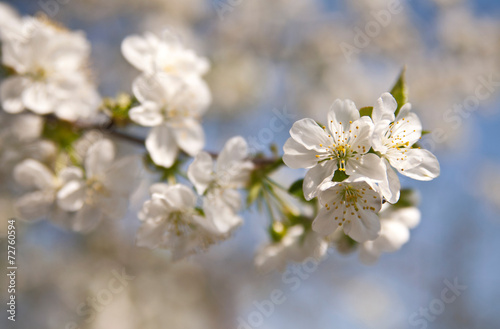 spring flowers © Valerii Zan