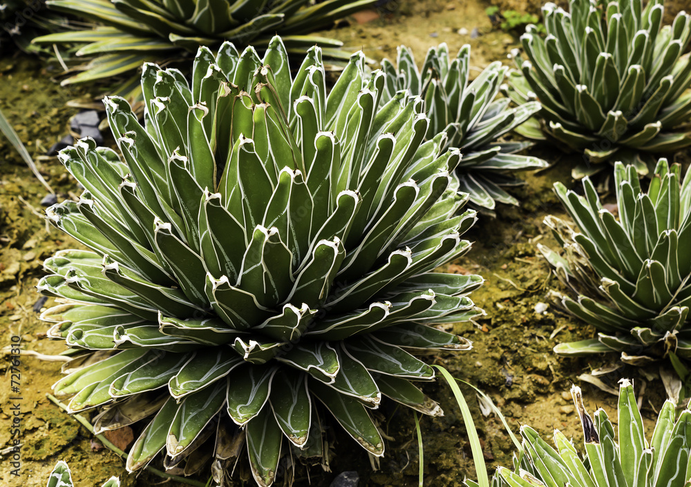Obraz premium Agave victoriae-reginae