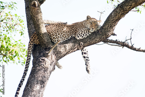A large wild Leopard resting in a tall Marula tree