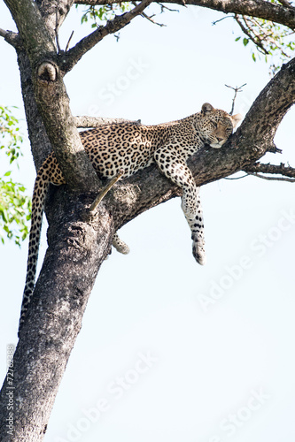 A large wild Leopard resting in a large Marula tree