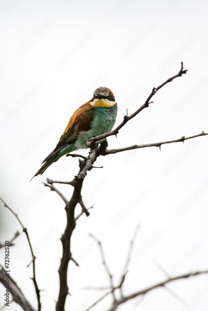 A wild European Bee Eater bird perched in the rain