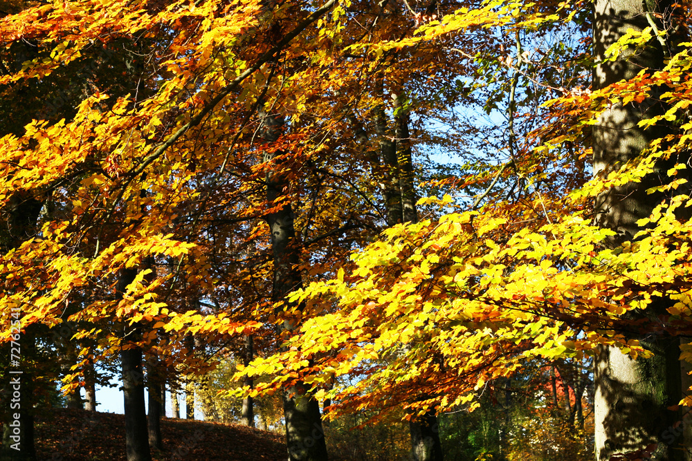Buchenzweig - Laubfärbung im Herbst, Laubbäume mit bunten Blättern, Wald in Mitteldeutschland, Foto, Hintergrund