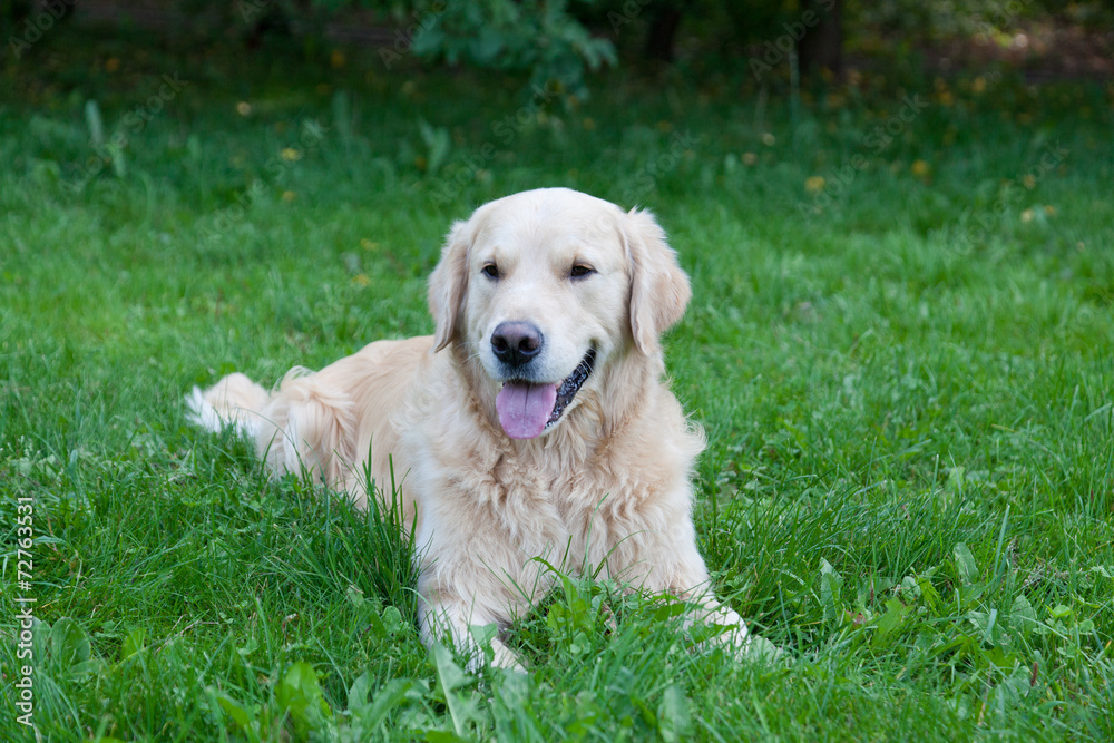 Dog of breed a golden retriever lies on a green grass