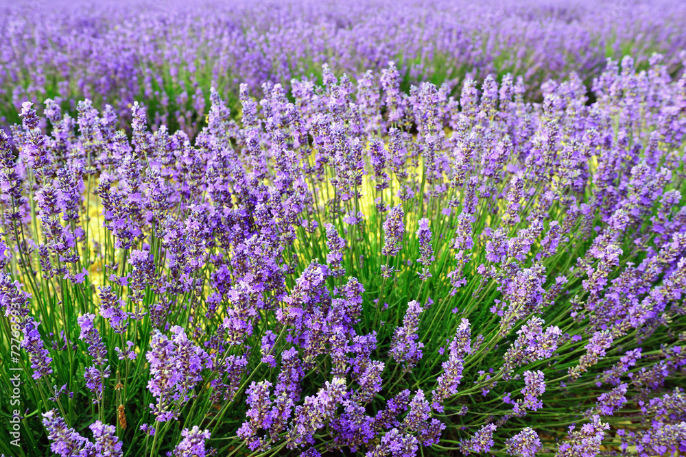Lavender field Lavender field