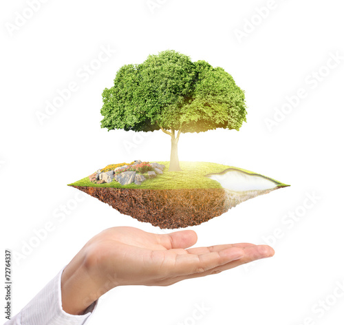 holding big tree sprouting photo