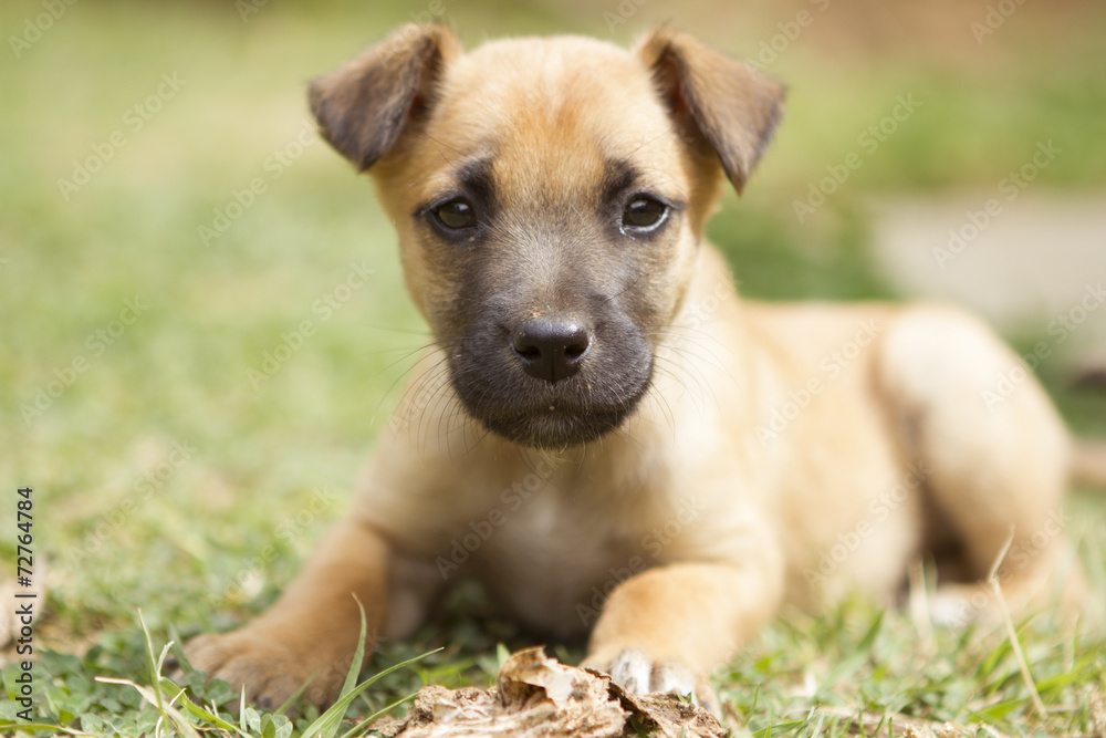Cute brown puppy