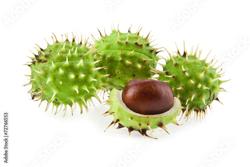 chestnuts