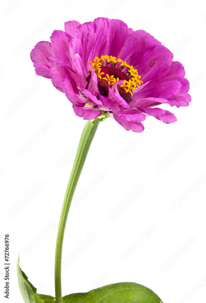 flowers flowers