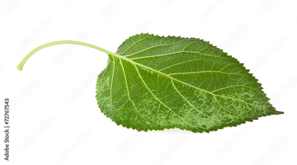 Obraz premium green leaf