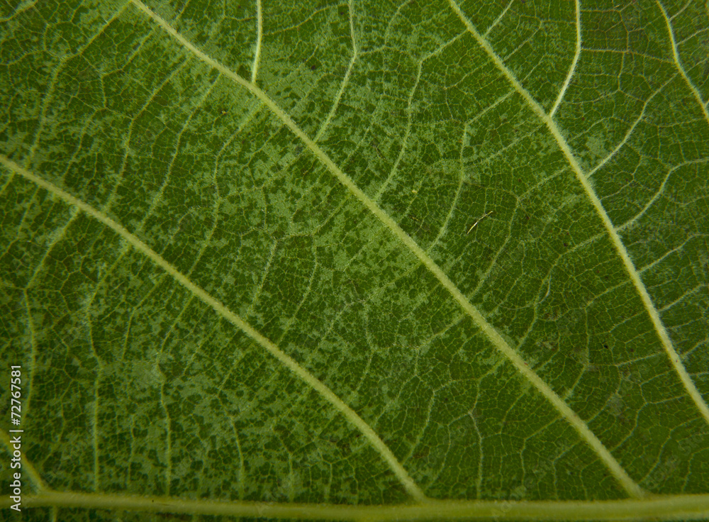 texture of a green leaf as background texture of a green leaf as background