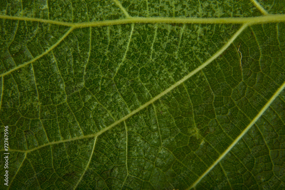 green leaf green leaf