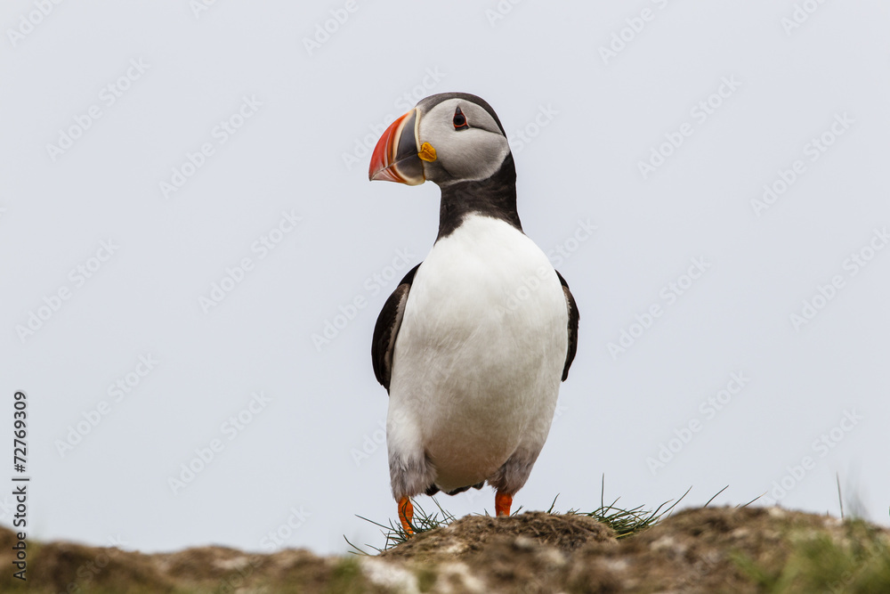 Naklejka premium Papageitaucher (Fratercula arctica), Farne Islands, Northumberla