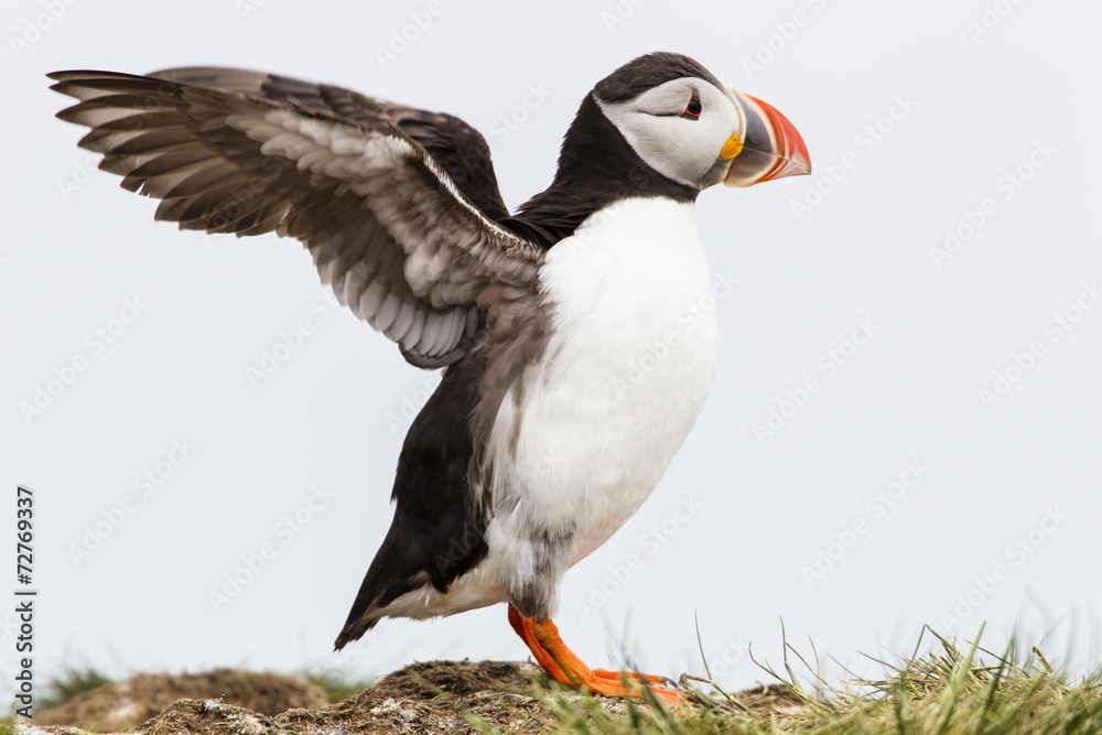 Papageitaucher (Fratercula arctica), Farne Islands, Northumberla Papageitaucher (Fratercula arctica), Farne Islands, Northumberla