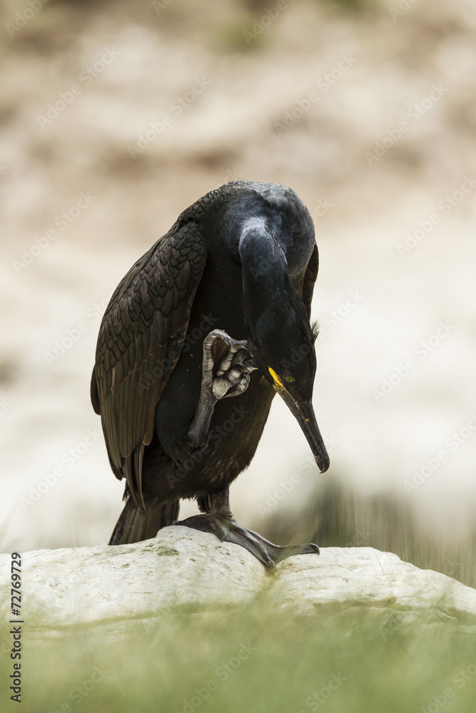 Obraz premium Krähenscharbe (Phalacrocorax aristotelis), Farne Inseln, Northu