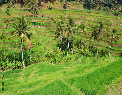rice terrace on mountain , bali Indonesia