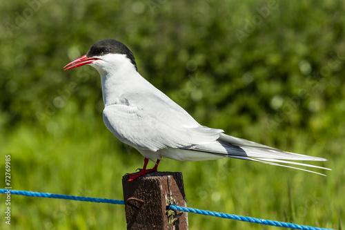 Photos Fluss-Seeschwalbe (Sterna hirundo), Farne Islands, Northumberlan