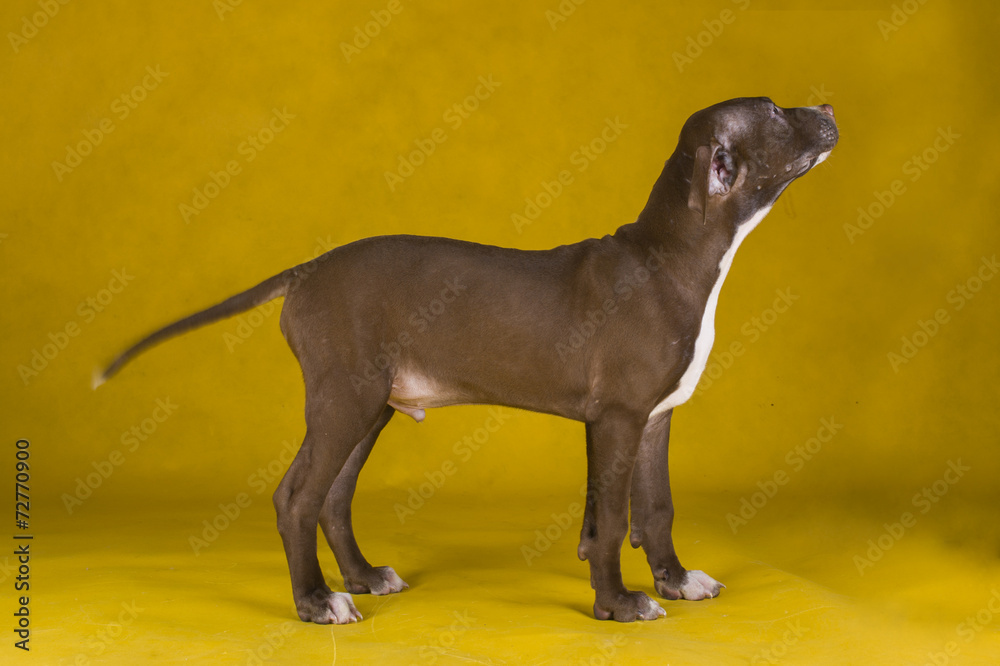 pit bull terrier puppy on yellow background pit bull terrier puppy on yellow background